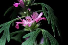 Image result for Leonurus japonicus