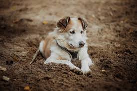 Patas Inflamadas En Los Perros Como Se Tratan Mundo Perros Estos articulos son ideales para perros muy activos o para. patas inflamadas en los perros como