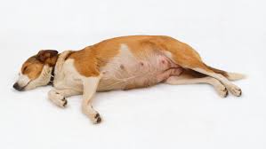 Dog Pregnancy Care And Information