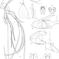 Image result for Bulbophyllum unifoliatum