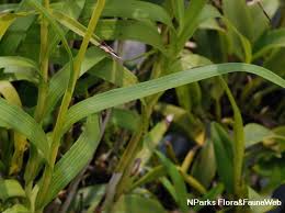 Image result for Polystachya melanantha