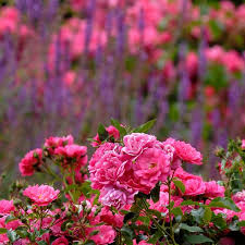 We did not find results for: Smart Rose Tips Grow Roses The Smart Way Anthony Tesselaar Plants