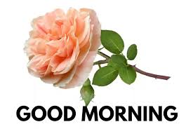 Good morning rose quotes images whatsapp & facebook status message & sms best good morning rose quotes, message facebook status, flower, pink, yellow, bouquet, romantic whatsapp status with images with beautiful text message sms. 230 Best Good Morning Wishes With Rose Flower For Whatsapp And Instagram Hd Image Free Download 2021