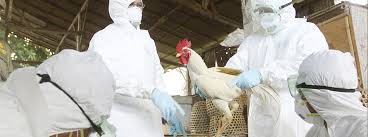 Na china, foram detectadas várias cepas de gripe aviária em animais. La Organizacion Mundial De La Salud Oms Senala Que El Brote Europeo De Gripe Aviar H5n8 No Afecta A Humanos