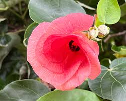 Image result for Hibiscus tiliaceus