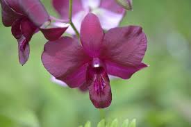 Image result for Dendrobium