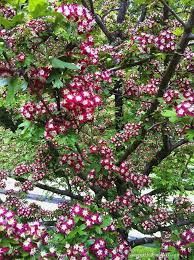 Pin By Photos From Juniper Hill On Gardens At Juniper Hill Colorful Shrubs Hawthorn Tree Garden Trees