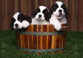 As a giant dog breed, it's important for a saint bernard to get enough nutrition and exercise as they are growing. 120 Saint Bernards Ideas Bernard Dog Bernard Saint Bernard
