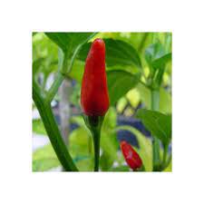 Part 1 comrades, recently we have collected all of your questions and put. Australian Atomic Top End Chilliseedbank Com Au