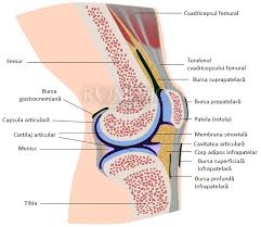 Nu veţi găsi un hotel mai bun în transilvania. Durerea De Sold Cauze Afectiuni Simptome Si Tratament Durere In ArticulaÈia Piciorului Din Stanga