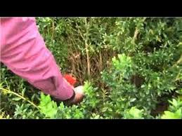 Major pruning should be done in the late winter to early spring. Gardening How To Prune Boxwood Youtube