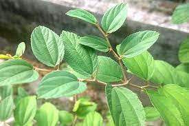 Namun jika ditilik dari sisi kesehatan dan kecantikan, daun satu ini ternyata punya segudang simak ulasan manfaat daun bidara berikut ini. 3 Tahap Mudah Menanam Pohon Bidara Untuk Menangkal Sihir Dan Mengusir Jin Jahat Ringtimes Banyuwangi