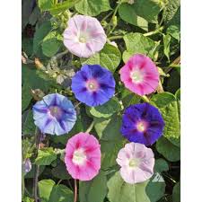 We did not find results for: Mixed Colors Morning Glory Seeds Ne Seed