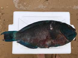 The sea stinger manticore is excellent for hunting lion fish, trigger fish, sheepshead, or as a flounder gig. Uhu Parrot Fish With A Three Prong Spearfishing