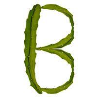 Membranous protrusion in floral tube of some cacti which more or less closes the nectar chamber. Buy Cactus Font A Plant Typography Masterpiece From Real Cactuses Fancy Fonts Typography Unique Fonts