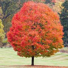 We did not find results for: Cold Hardiness Zone 3 Trees And Shrubs 40 F 40 C Online Orchards