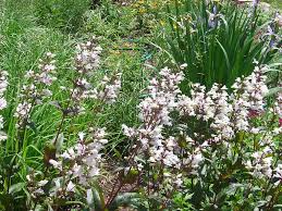 The connection was denied because this country is blocked in the geolocation settings. Lincoln Ne Gov Watershed Management Rain Gardens