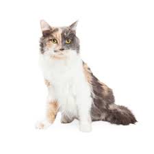 A female torbie cat with the characteristic tabby pattern and tortoiseshell coloration. How Much Do Calico Cats Shed Prevention Tips Guide Feline Follower