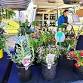 ARTHUR STREET COUNTRY MARKETS event image