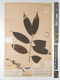 Image result for Tiliacora funifera