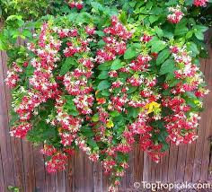 Image result for Combretaceae