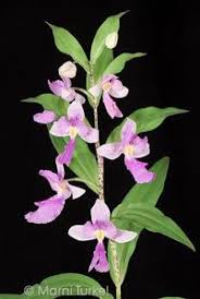 Image result for Brachycorythis buchananii
