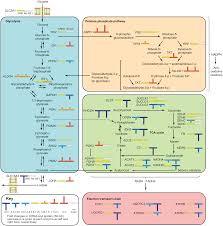 Levels Of Biological Organization From Smallest To Largest Pathway Science Biology Biochemistry Notes Medical Knowledge