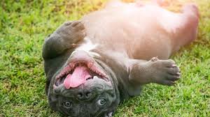 Our american bullies are bred in a loving environment and cared for by professional breeders. 10 Facts You Must Know About The American Bully All Things Dogs