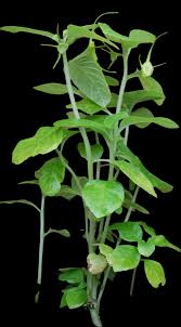 Image result for Dorstenia psilurus