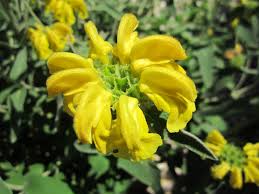 Super drought tolerant plants for central texas. Yellow Flowers For Central Texas Lisa S Landscape Design