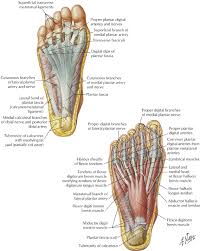 Connective Tissue Of The Foot Diagram Get Rid Of Wiring