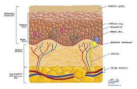 Prevention of basal cell carcinoma Basal Cell Carcinoma Of The Skin Mypathologyreport Ca