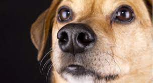 They also give their nose an occasional lick to cover it with saliva. Why Is My Dog S Nose Wet Or Dry Proud Dog Mom