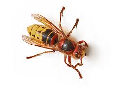 This diy method seems to. Giant Hornet Facts Control Get Rid Of Giant Hornets