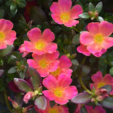 Image result for Portulaca foliosa