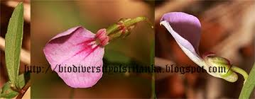 Image result for Afrohybanthus enneaspermus