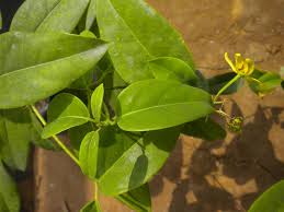 Image result for Tristellateia africana