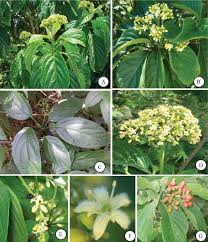 Image result for Vernonia myriantha