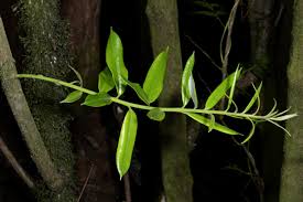 Image result for Agarista salicifolia