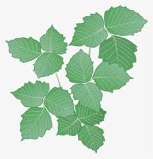Maybe you would like to learn more about one of these? Poison Ivy Png Transparent Poison Ivy Png Image Free Download Pngkey
