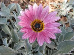 Image result for Arctotis