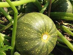 Zucchinis kommen ursprünglich aus südeuropa und vertragen keinen frost. Meine Ernte Zucchini Anbauen Pflegen Ernten Und Lagern