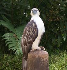 Feet with sharp, curved claws or talons. Ten Largest Raptors In The World
