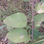 Image result for Polhillides