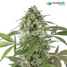 White Widow X Northern Lights Seeds Feminized Weedseedsexpress