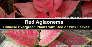 More images for how to care for aglaonema chinese evergreen » Red Aglaonema Chinese Evergreen Plants With Red Or Pink Leaves