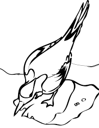 Find & download free graphic resources for arctic tern. Arctic Tern Coloring Page Animals Town Animals Color Sheet Arctic Tern Printable Coloring