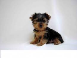 Explore 20 listings for micro piglets for sale at best prices. Yorkshire Terrier Puppies In Michigan