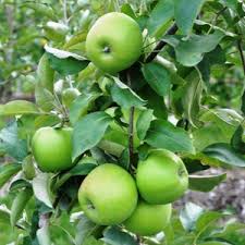 Image result for Granny Smith