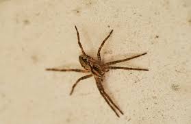 Image result for spinne biss haut reaktion